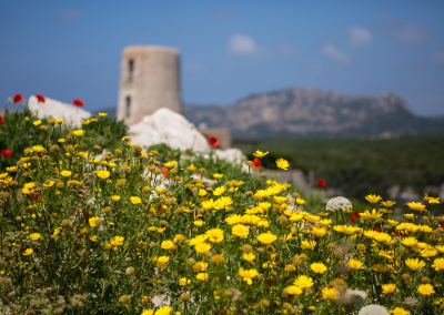 Fleurs jaunes à Bonifacio